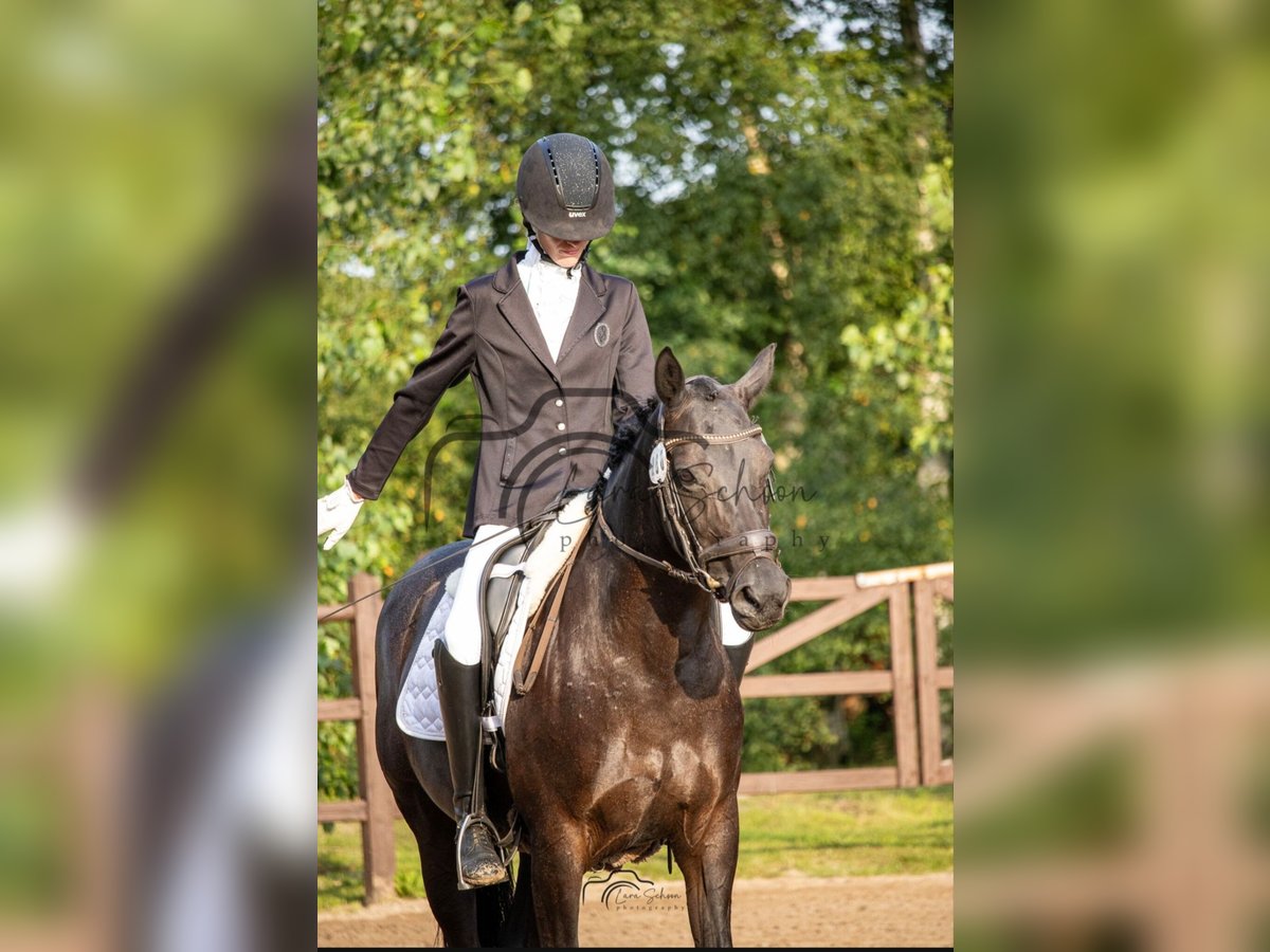 Pintos Mare 8 years 14,2 hh Black in Filsum Pintos Mare 8 years 14,2 hh Black in Filsum