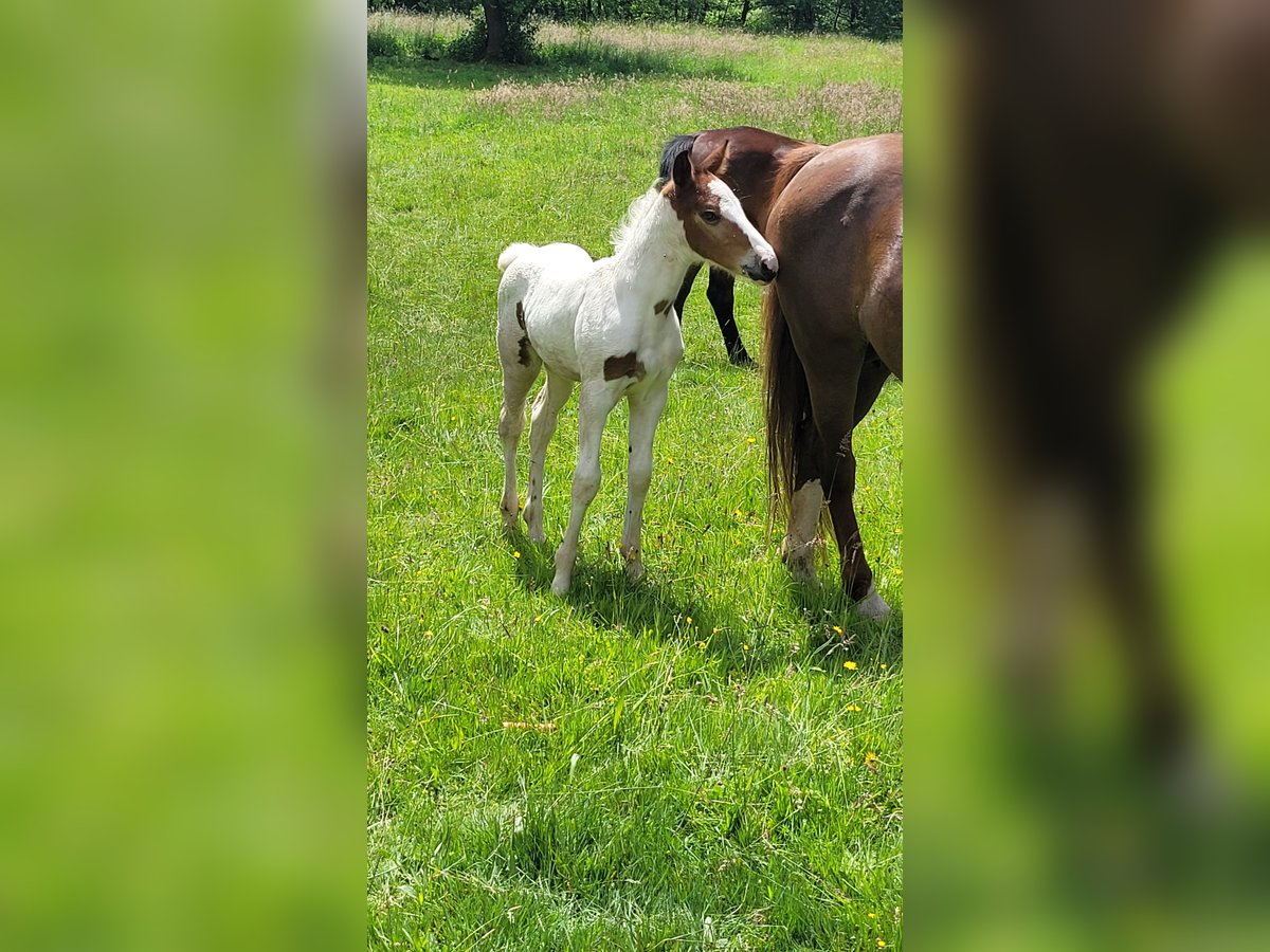 Pintos Mix Mare  Pinto in Bad Lauterberg