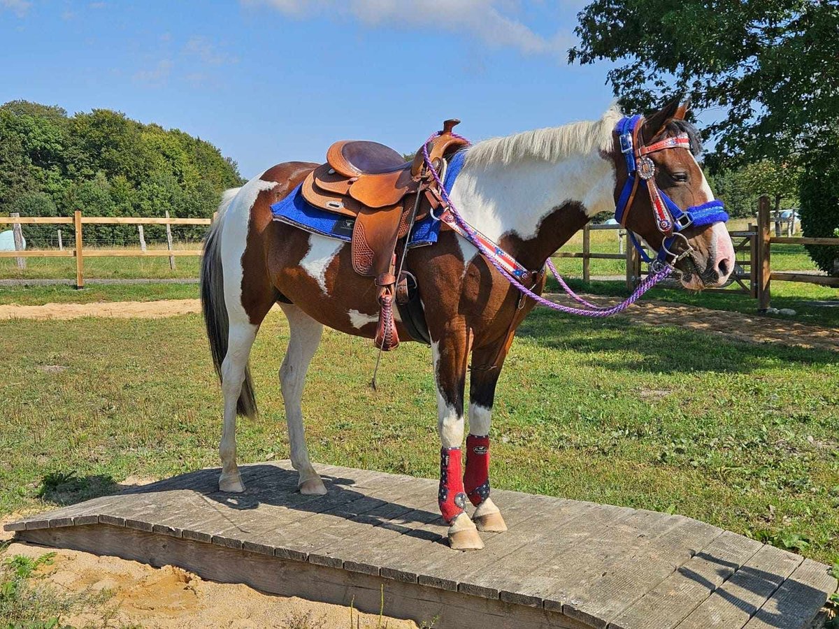 Pintos Merrie 11 Jaar 148 cm Gevlekt-paard in Linkenbach