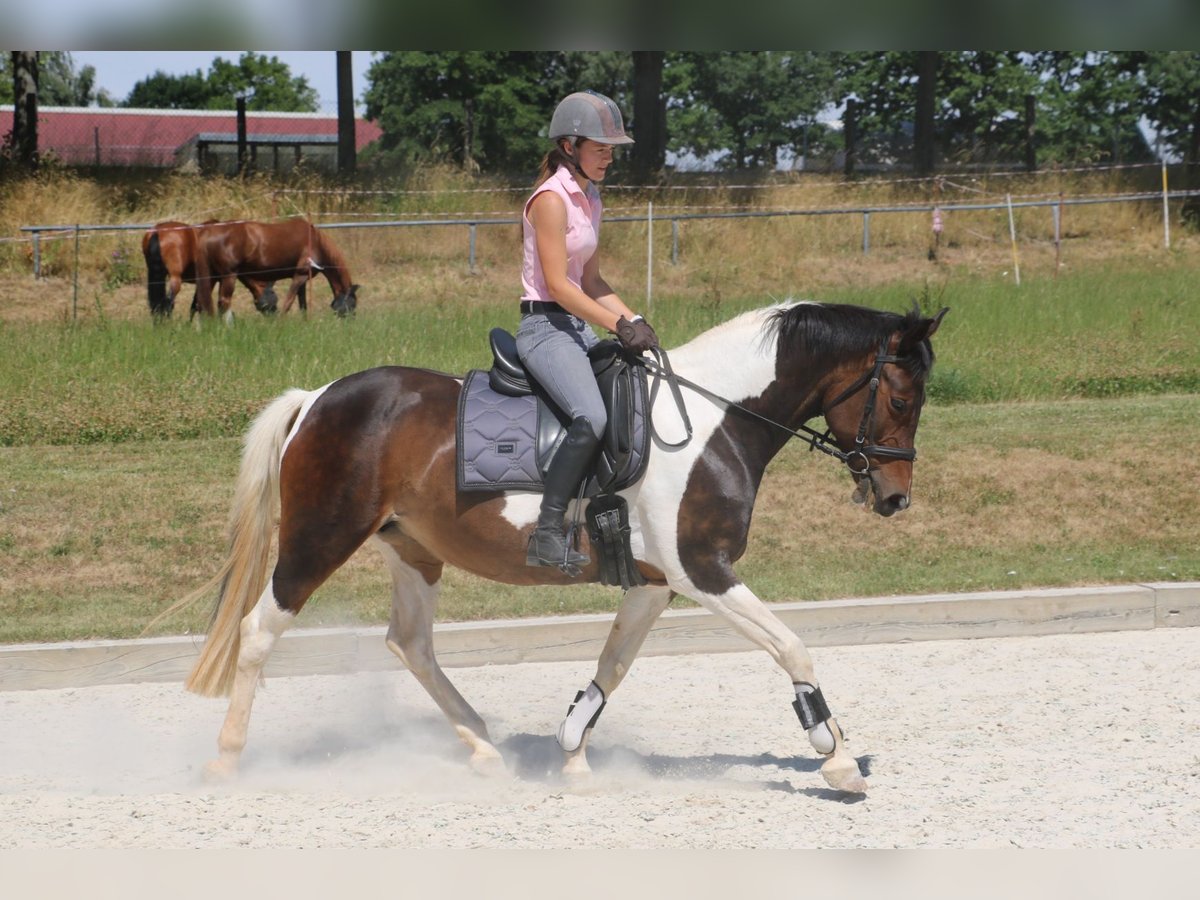 Pintos Merrie 14 Jaar 154 cm Gevlekt-paard in R&#xF6;hrsdorf