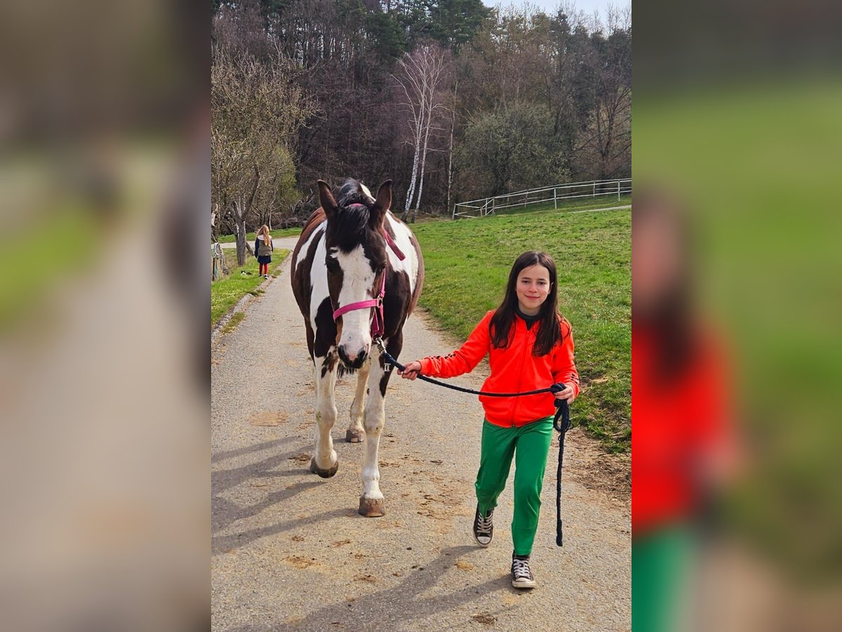 Pintos Merrie 15 Jaar 165 cm in Drosendorf Altstadt