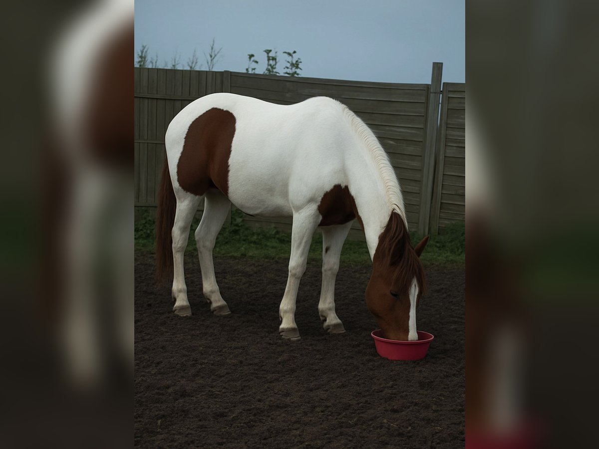 Pintos Mix Merrie 16 Jaar 150 cm Gevlekt-paard in Norderstedt