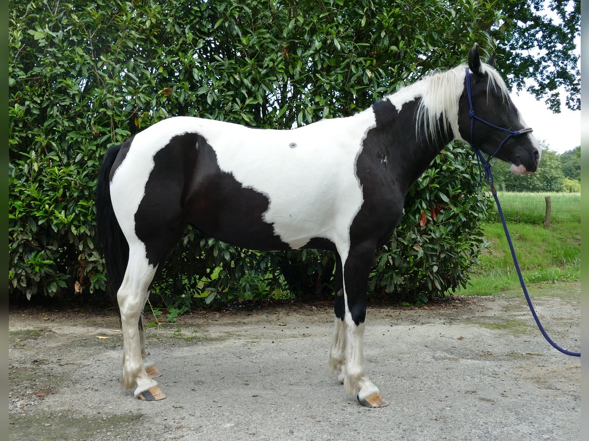 Pintos Merrie 4 Jaar 144 cm Gevlekt-paard in Lathen