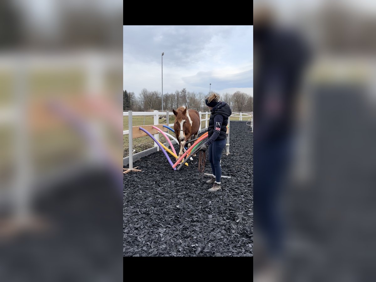 Pintos Merrie 4 Jaar 160 cm Tobiano-alle-kleuren in R&#xFC;dershausen