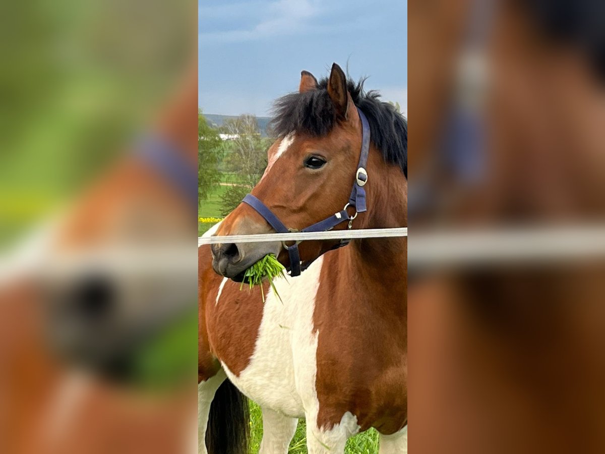 Pintos Merrie 5 Jaar 133 cm Gevlekt-paard in Heuchelheim