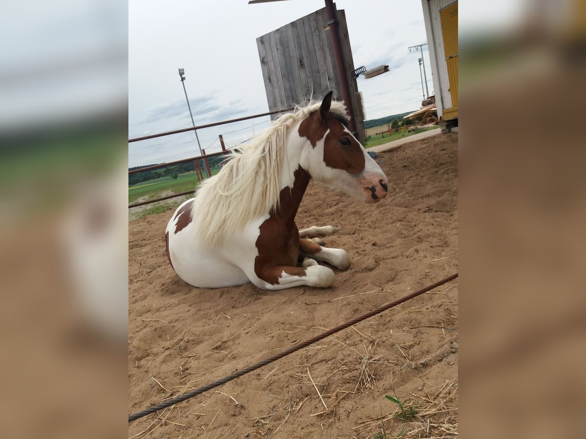 Pintos Merrie 5 Jaar 150 cm Gevlekt-paard in Lauterhofen