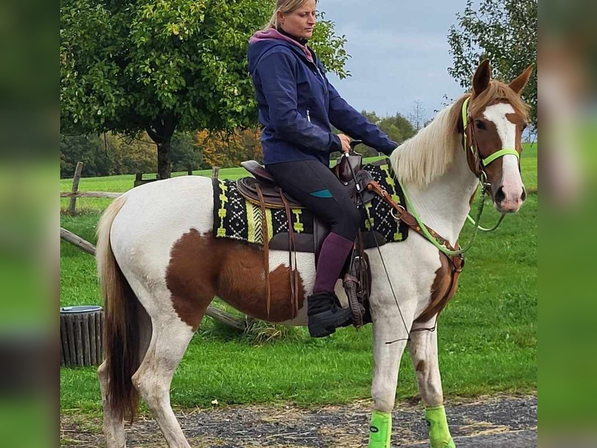 Pintos Merrie 5 Jaar 153 cm Gevlekt-paard in Linkenbach