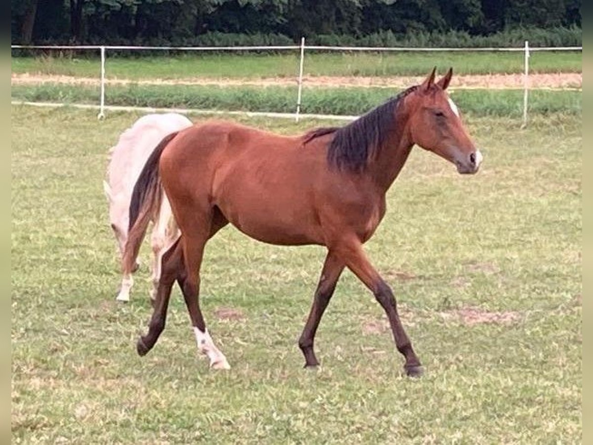 Pintos Merrie 5 Jaar 155 cm Bruin in Schieder-Schwalenberg