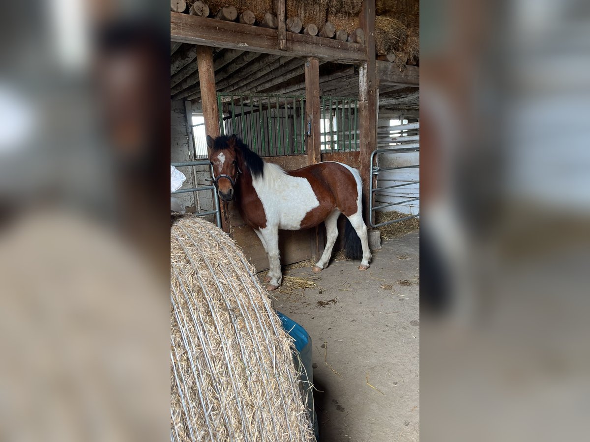 Pintos Merrie 6 Jaar 134 cm Gevlekt-paard in HeuchelheimHeuchelheim