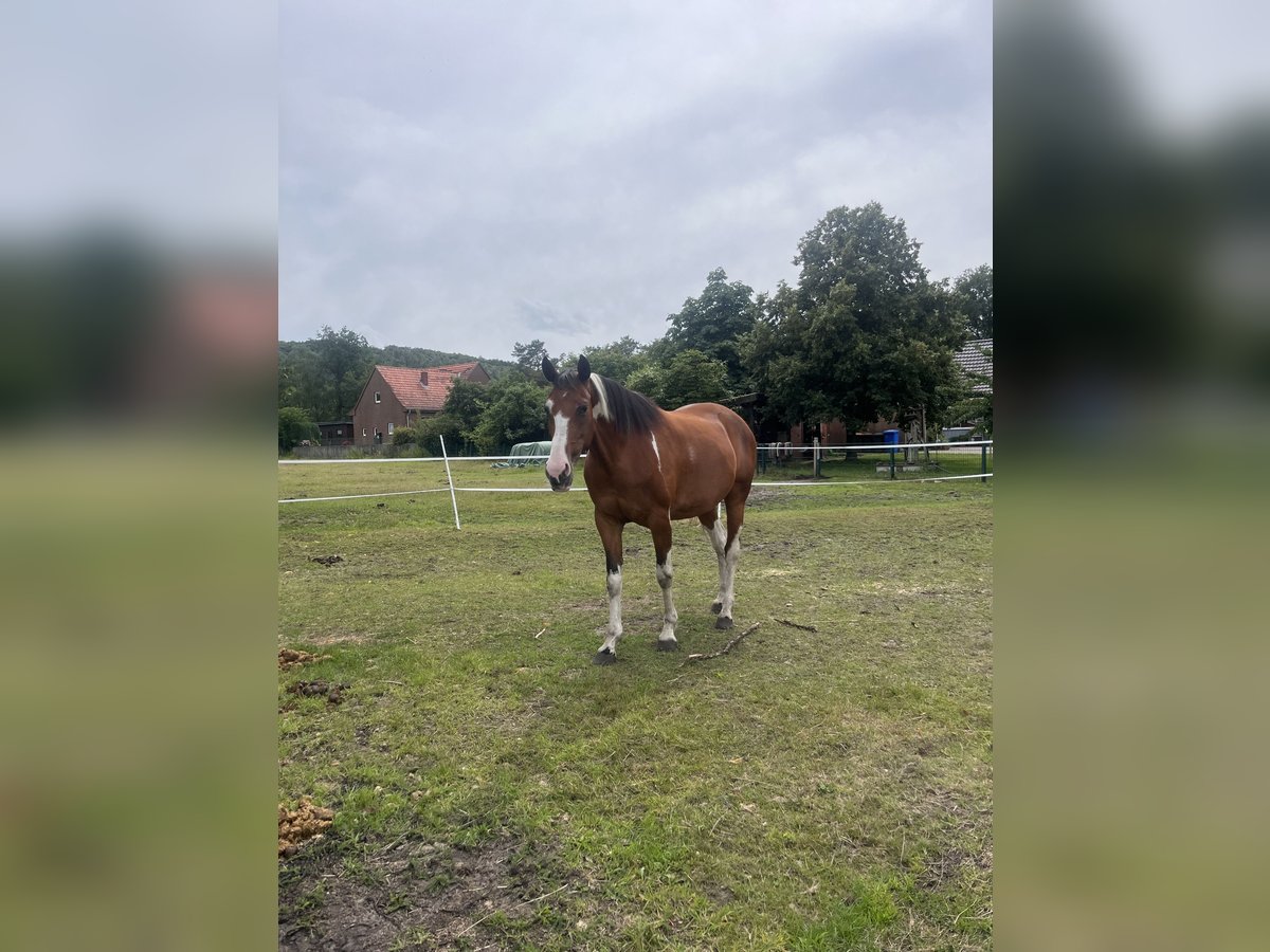 Pintos Mix Merrie 8 Jaar 158 cm Gevlekt-paard in Recke