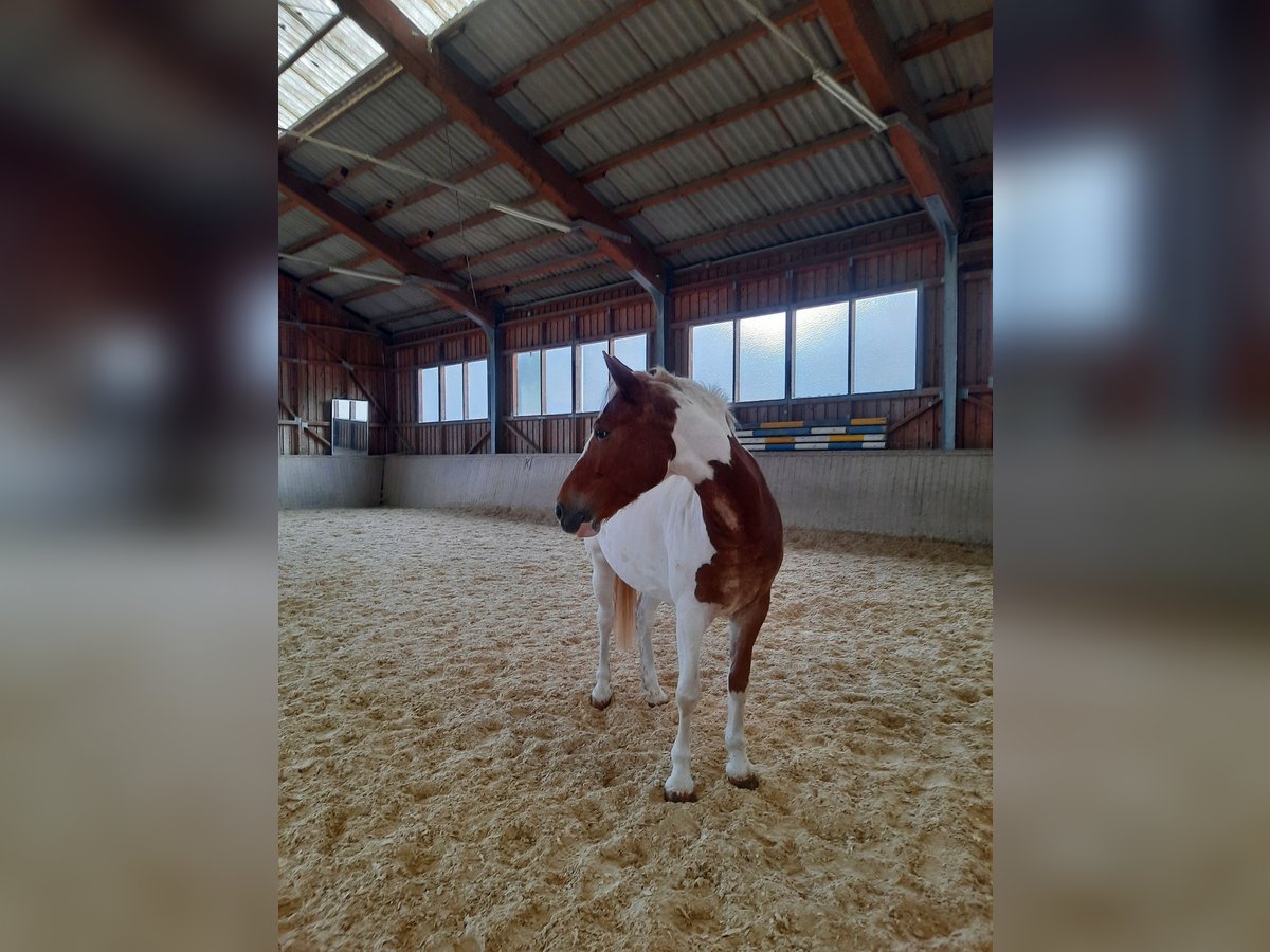 Pintos Mix Merrie 8 Jaar 160 cm Gevlekt-paard in Kreut