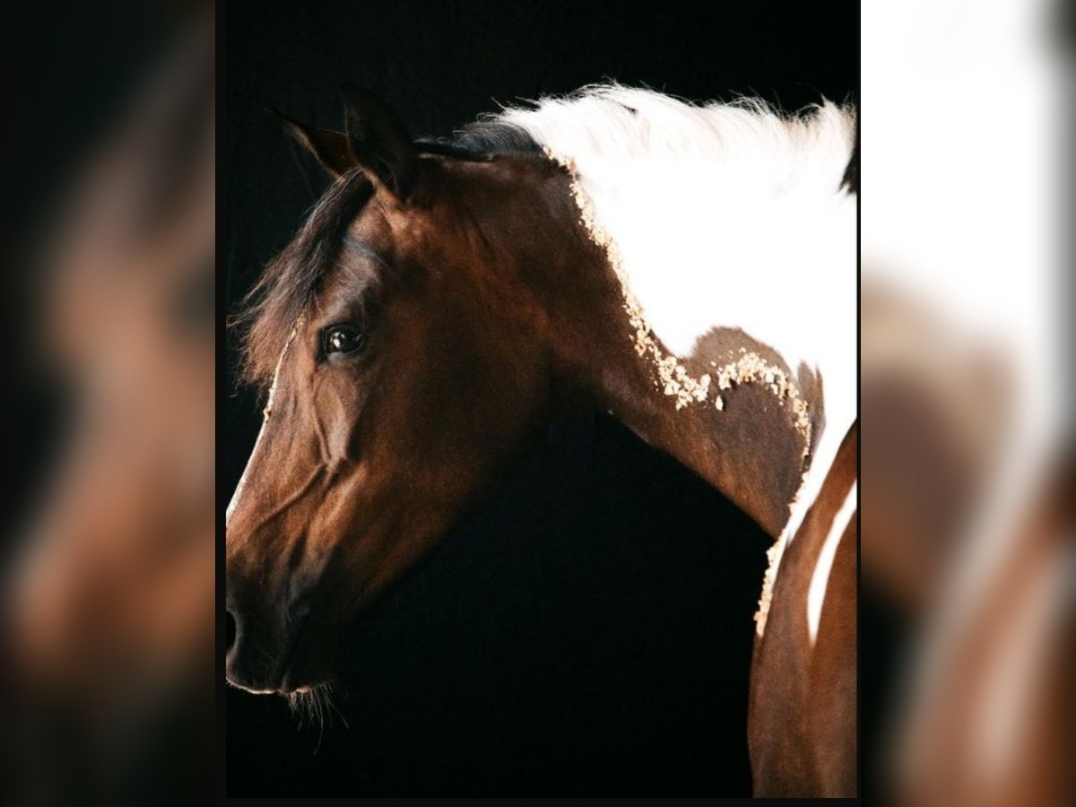 Pintos Mix Merrie 9 Jaar 145 cm Gevlekt-paard in Hattgenstein