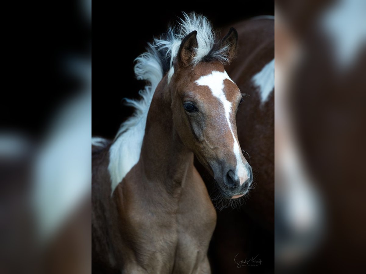 Pintos Merrie Veulen (07/2025) 155 cm Gevlekt-paard in Blankenhain
