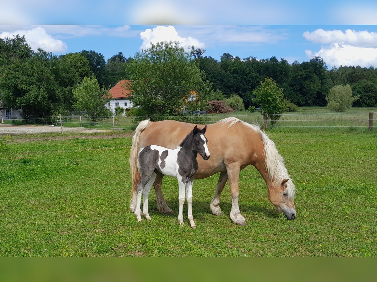 Pintos Mix Merrie veulen (05/2024) 155 cm Gevlekt-paard in Geretsberg