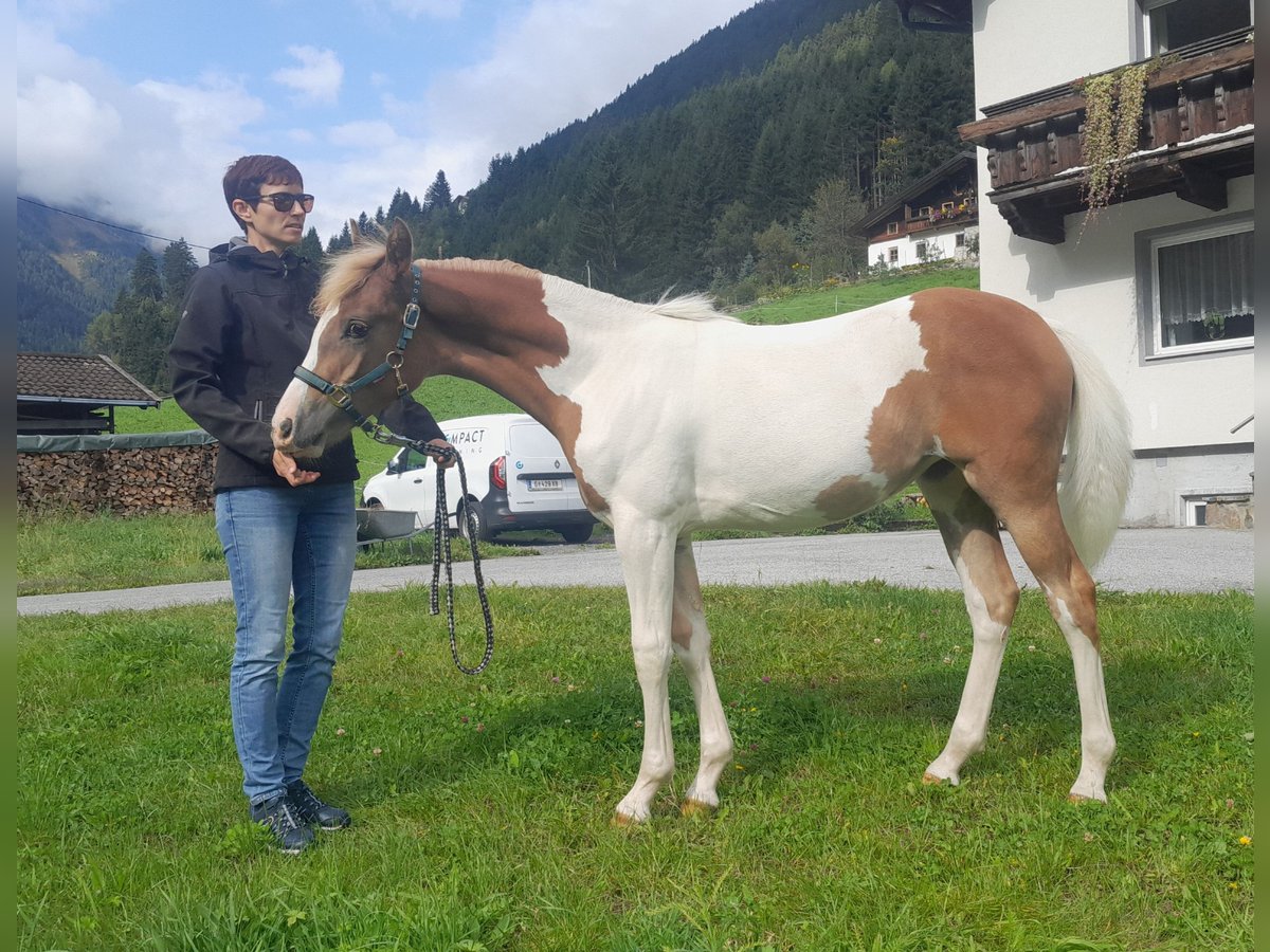 Pintos Mix Merrie Veulen (04/2025) 157 cm Gevlekt-paard in Gries im Sellrain