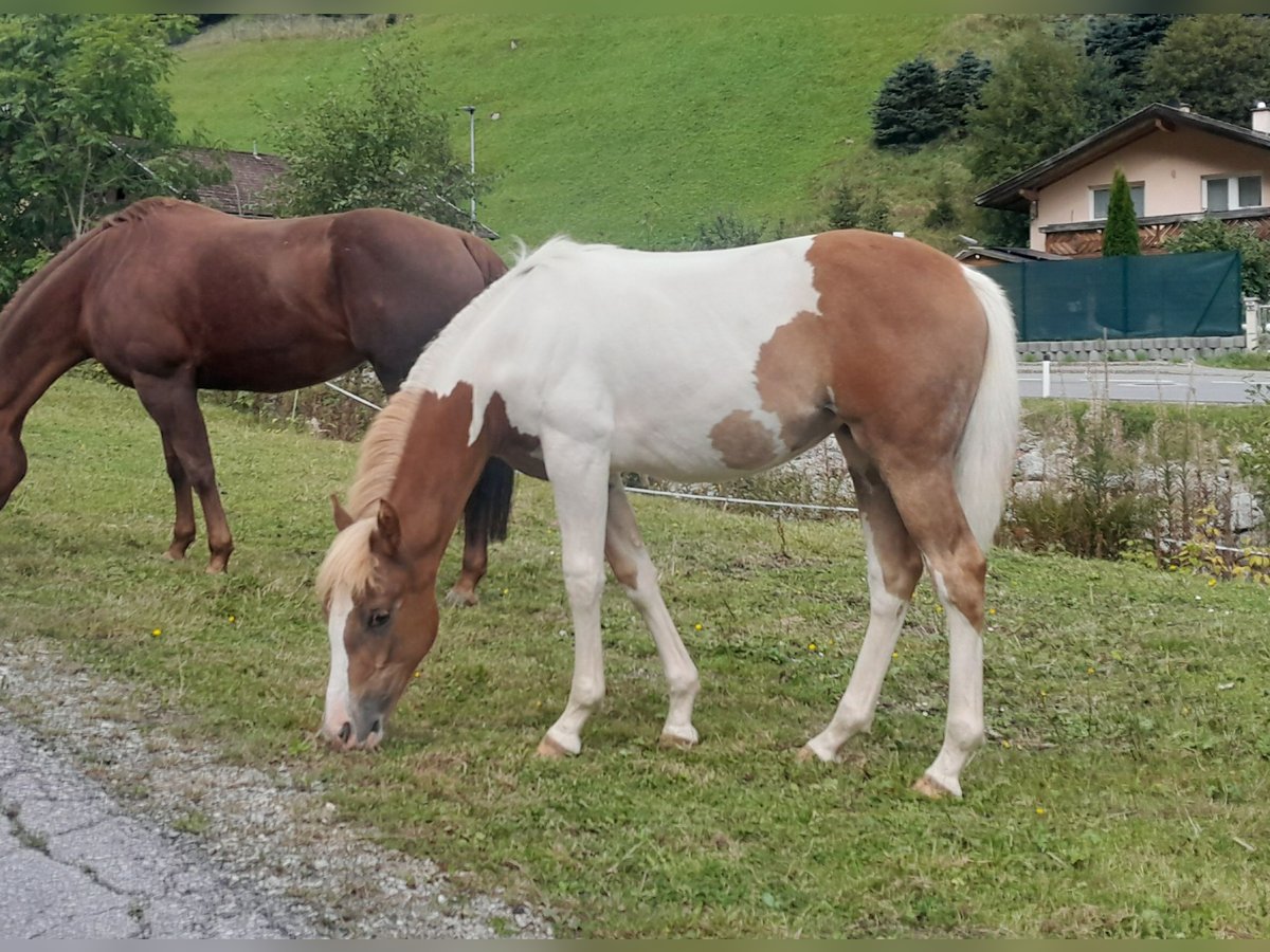 Pintos Mix Merrie Veulen (04/2025) 157 cm Gevlekt-paard in Gries im Sellrain Pintos Mix Merrie Veulen (04/2025) 157 cm Gevlekt-paard in Gries im Sellrain
