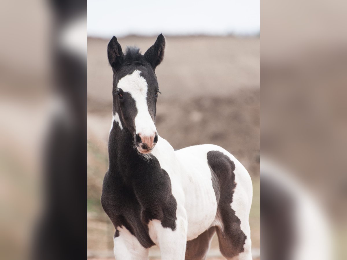 Pintos Merrie  Gevlekt-paard in Etzelsreith