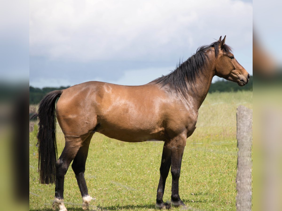 Pintos Ruin 10 Jaar 157 cm Falbe in L&#xFC;tjenburg