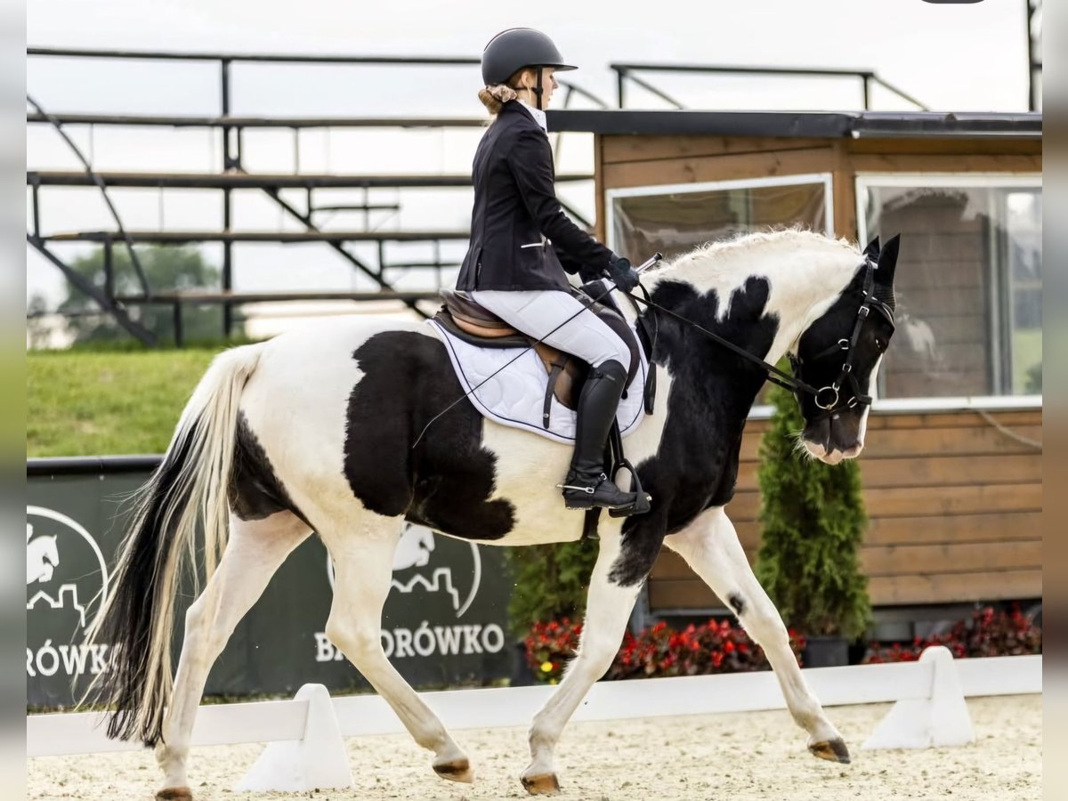 Pintos Ruin 11 Jaar 164 cm Gevlekt-paard in Coch