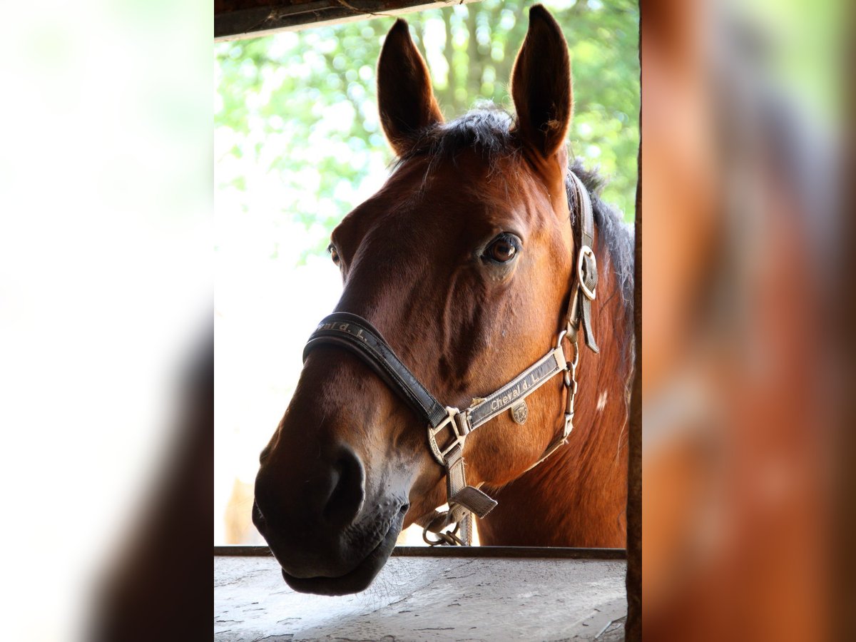 Pintos Mix Ruin 19 Jaar 163 cm Gevlekt-paard in Pfullendorf