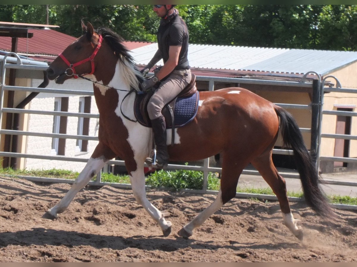 Pintos Ruin 3 Jaar 157 cm Gevlekt-paard in Buttst&#xE4;dt