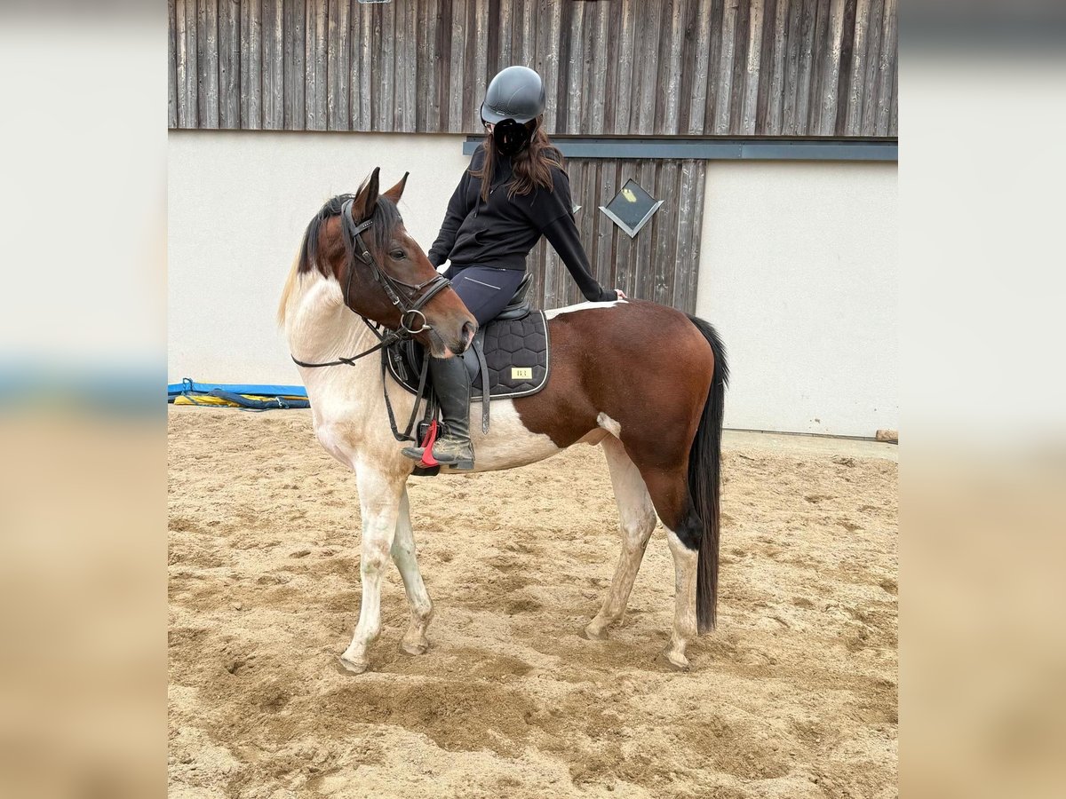 Pintos Ruin 4 Jaar 154 cm Gevlekt-paard in Daleiden