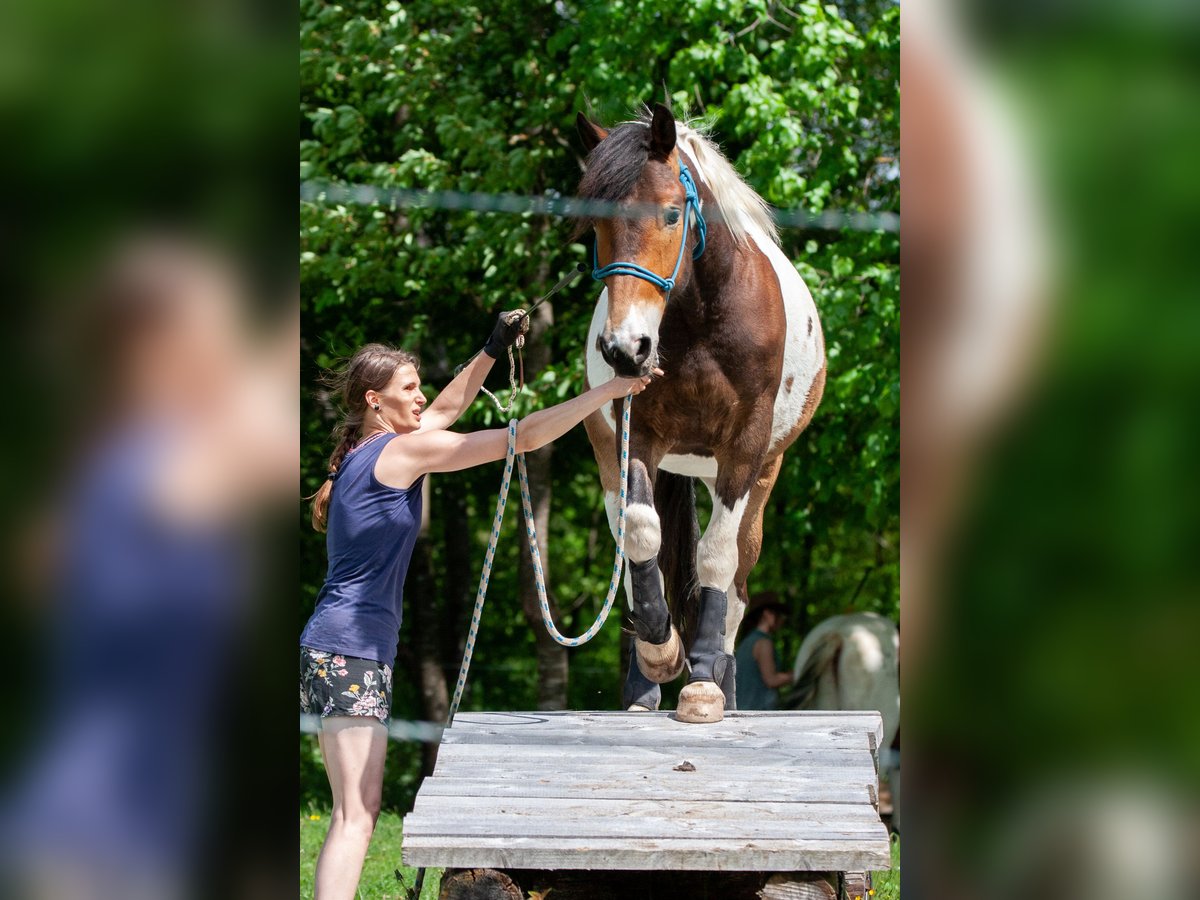 Pintos Ruin 5 Jaar 158 cm Gevlekt-paard in V&#xF6;lkermarkt