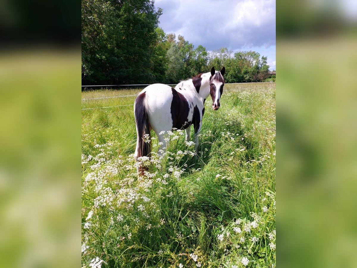 Pintos Mix Ruin 6 Jaar 150 cm Gevlekt-paard in Hannover