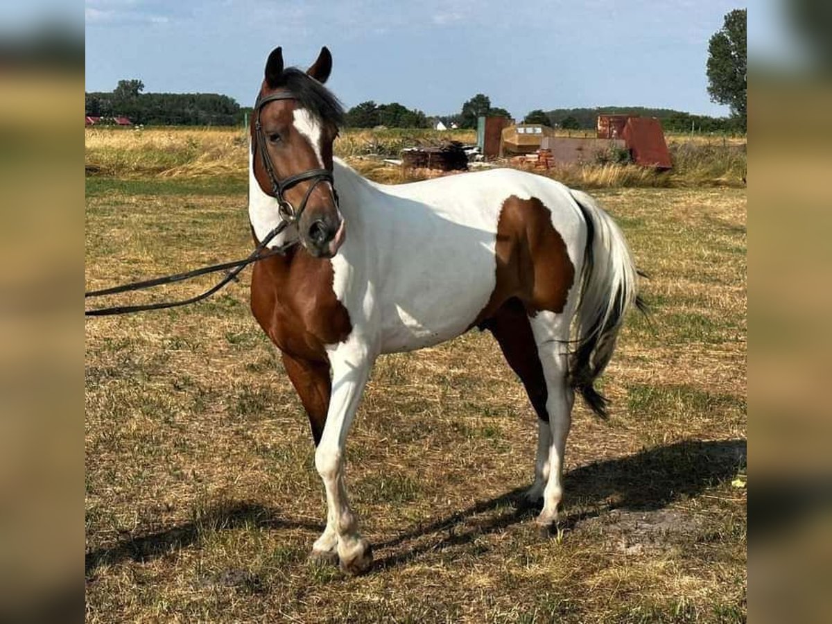 Pintos Ruin 9 Jaar 147 cm Gevlekt-paard in Prackenbach