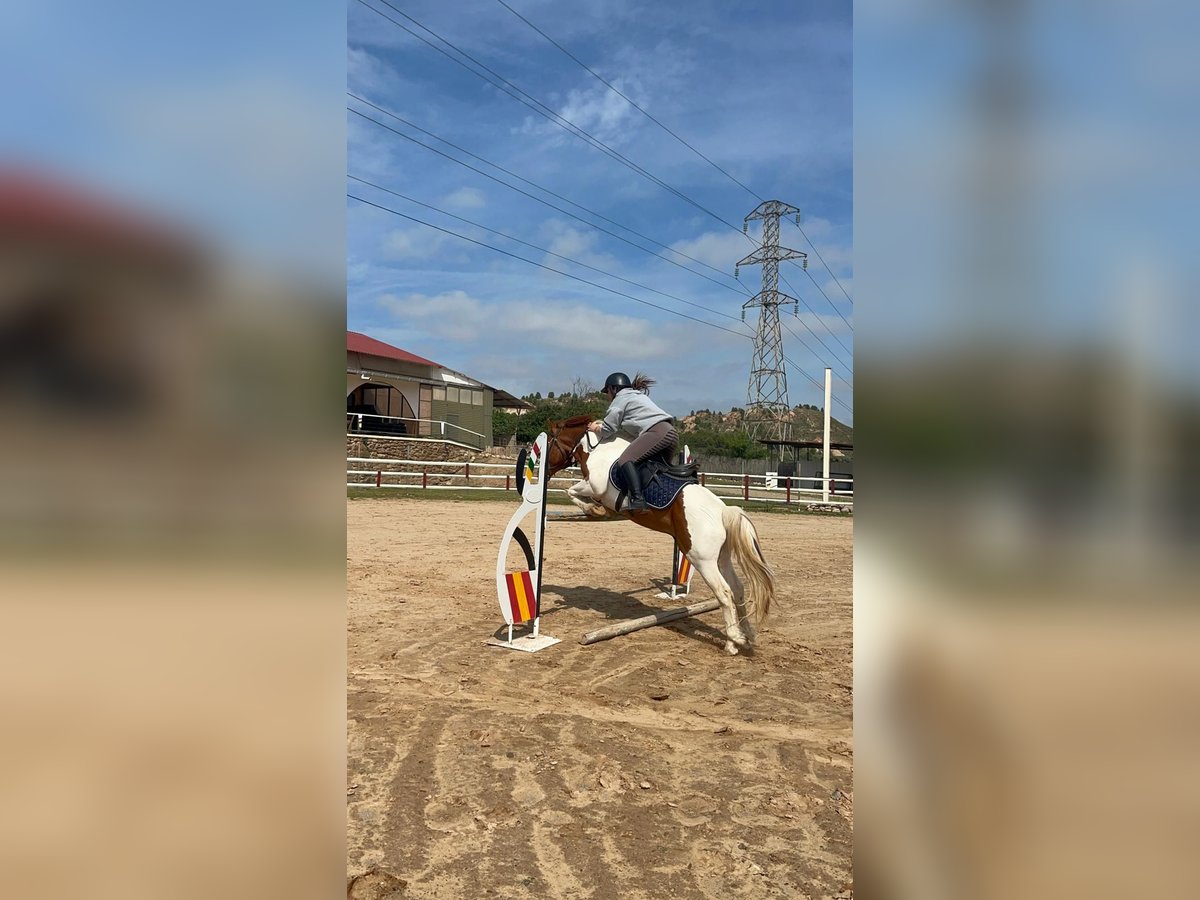 Pintos Mestizo Semental 13 años 137 cm Pío in Logroño