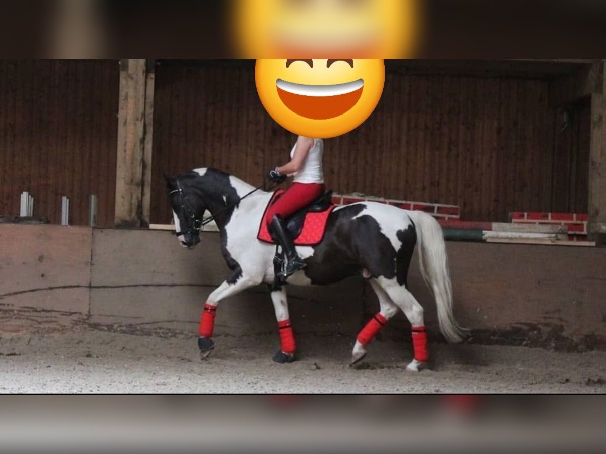 Pintos Mix Stallion 16 years 15,2 hh Pinto in Berlin