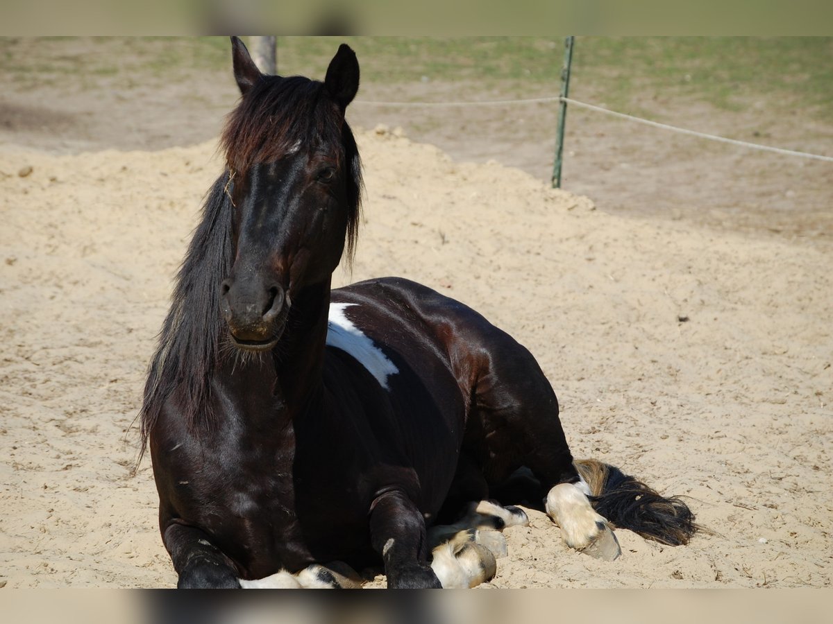 Pintos Stallion 25 years 14,1 hh Tobiano-all-colors in Barver