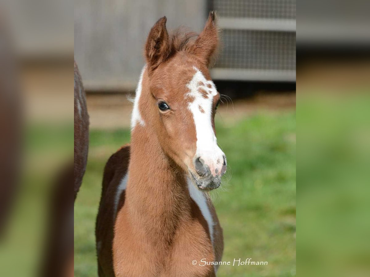 Pintos Stallion Foal (03/2024) 14,3 hh Tobiano-all-colors in Mörsdorf