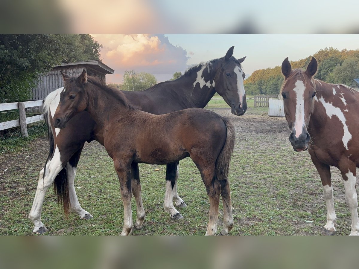 Pintos Stallion Foal (06/2025) 15,2 hh Bay-Dark in Holste