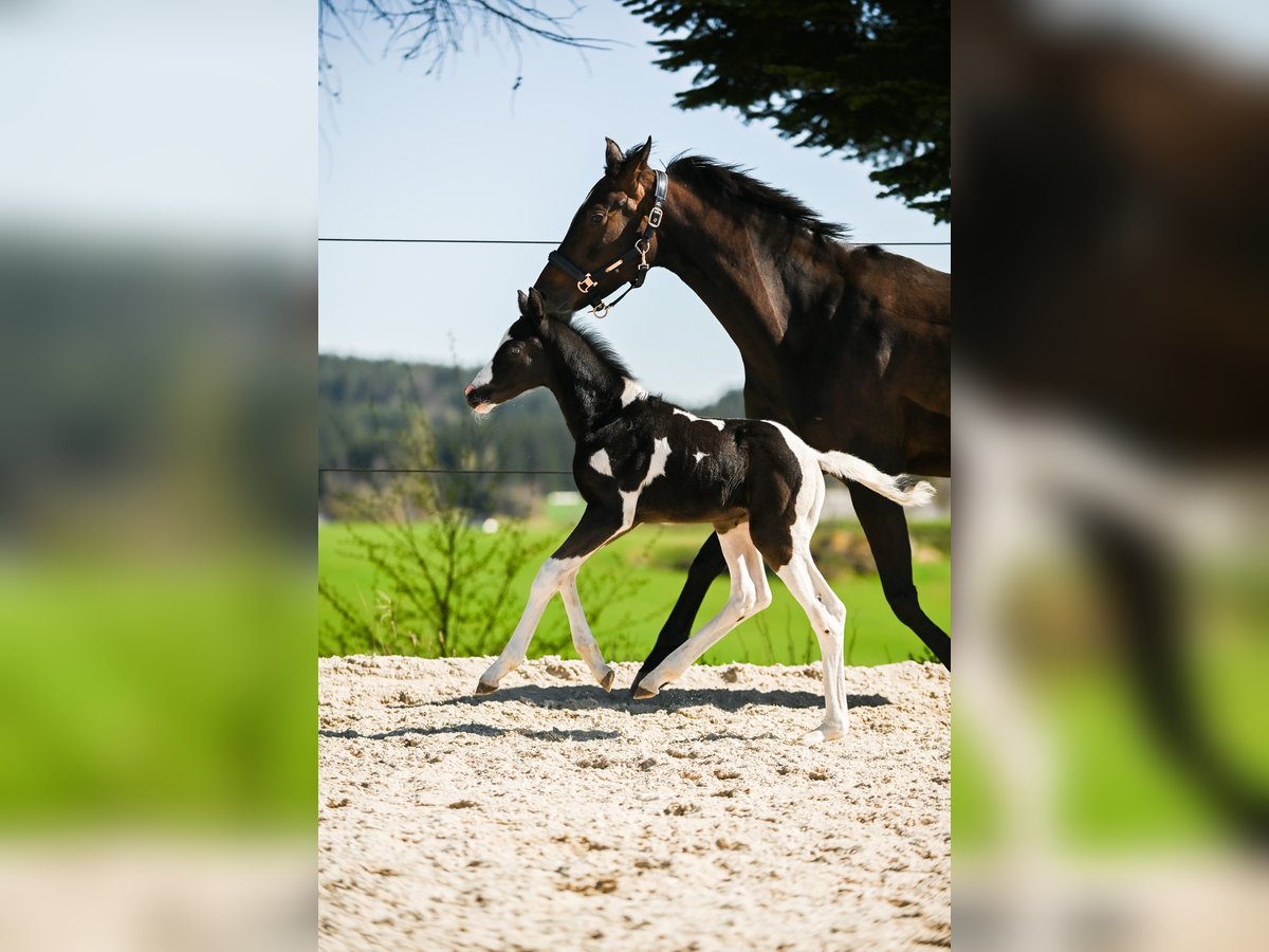 Pintos Stallion  16,1 hh Pinto in Altmelon