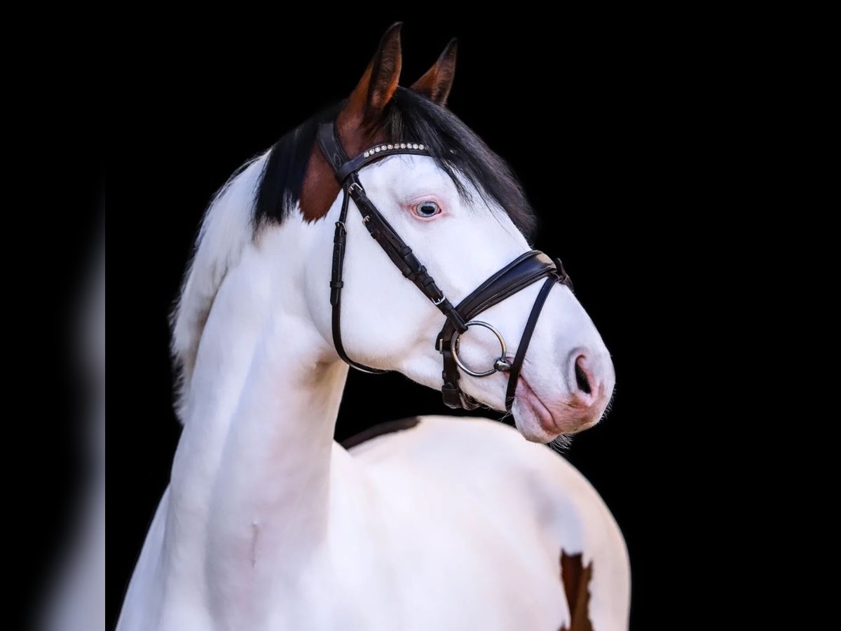 Pintos Stallion Pinto in Aukrug