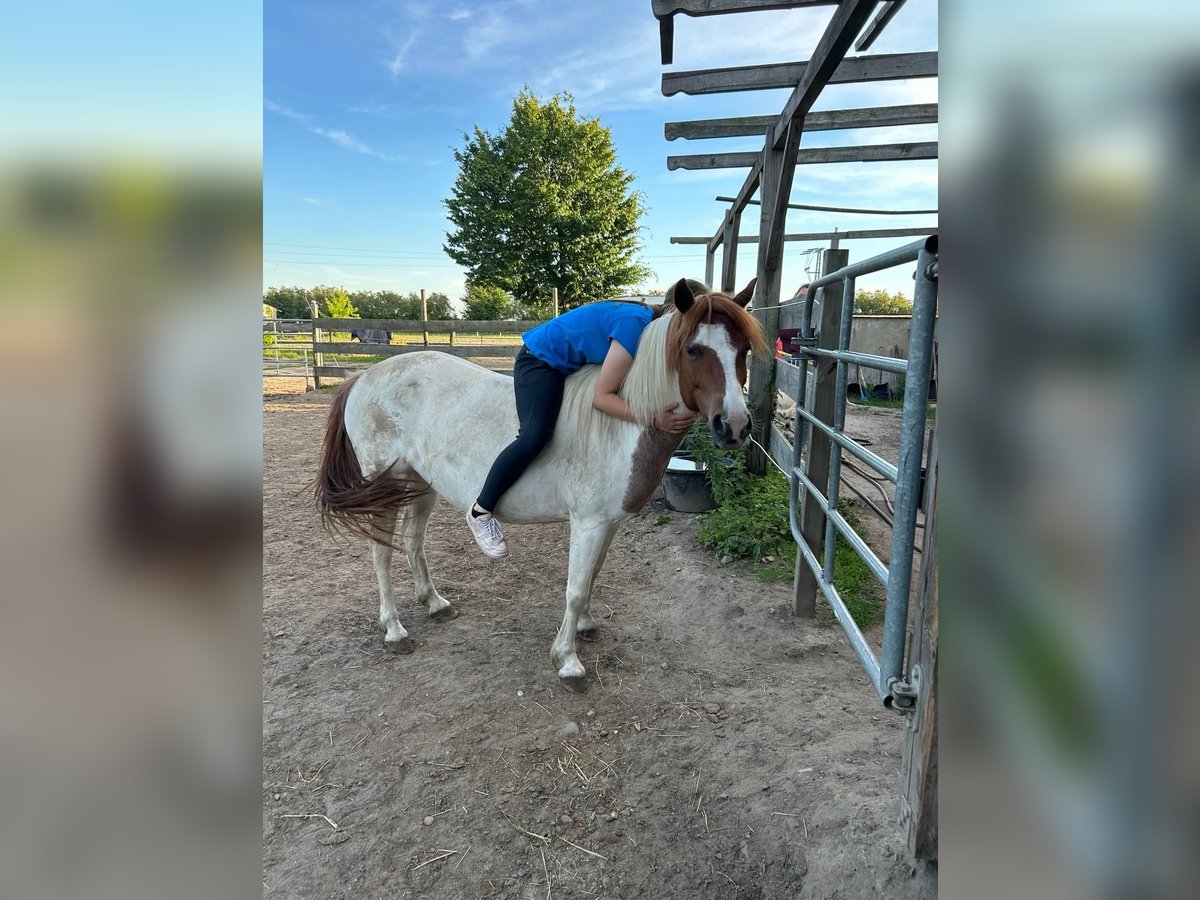 Pintos Stute 10 Jahre 133 cm Tobiano-alle-Farben in Belzig