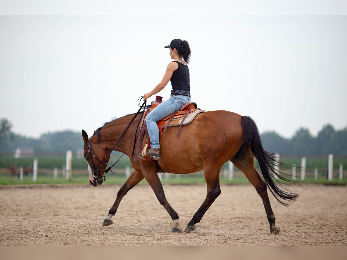 Pintos Stute 15 Jahre 155 cm Brauner in B&#xF6;sel