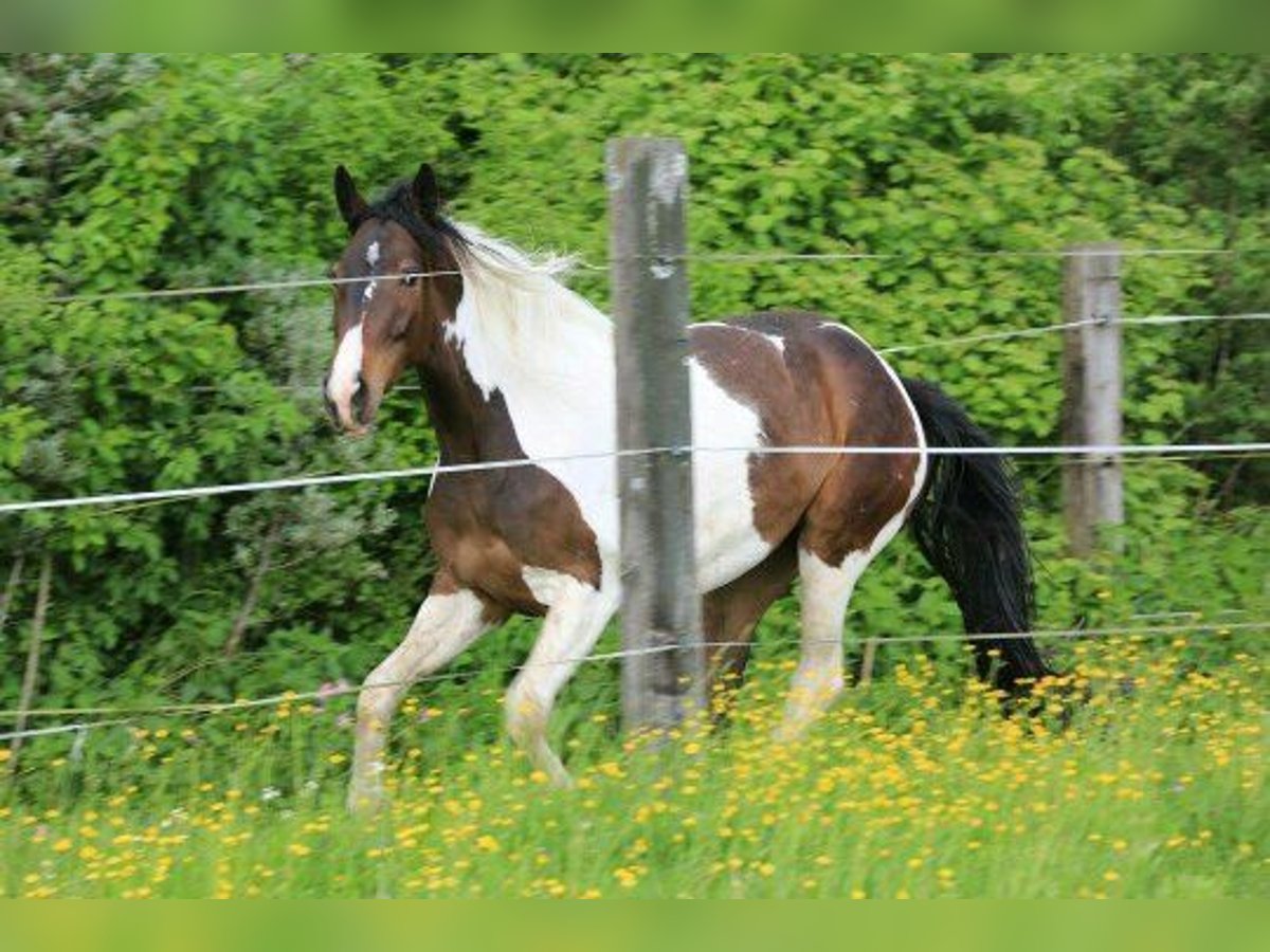 Pintos Stute 15 Jahre 165 cm Schecke in Salzburg