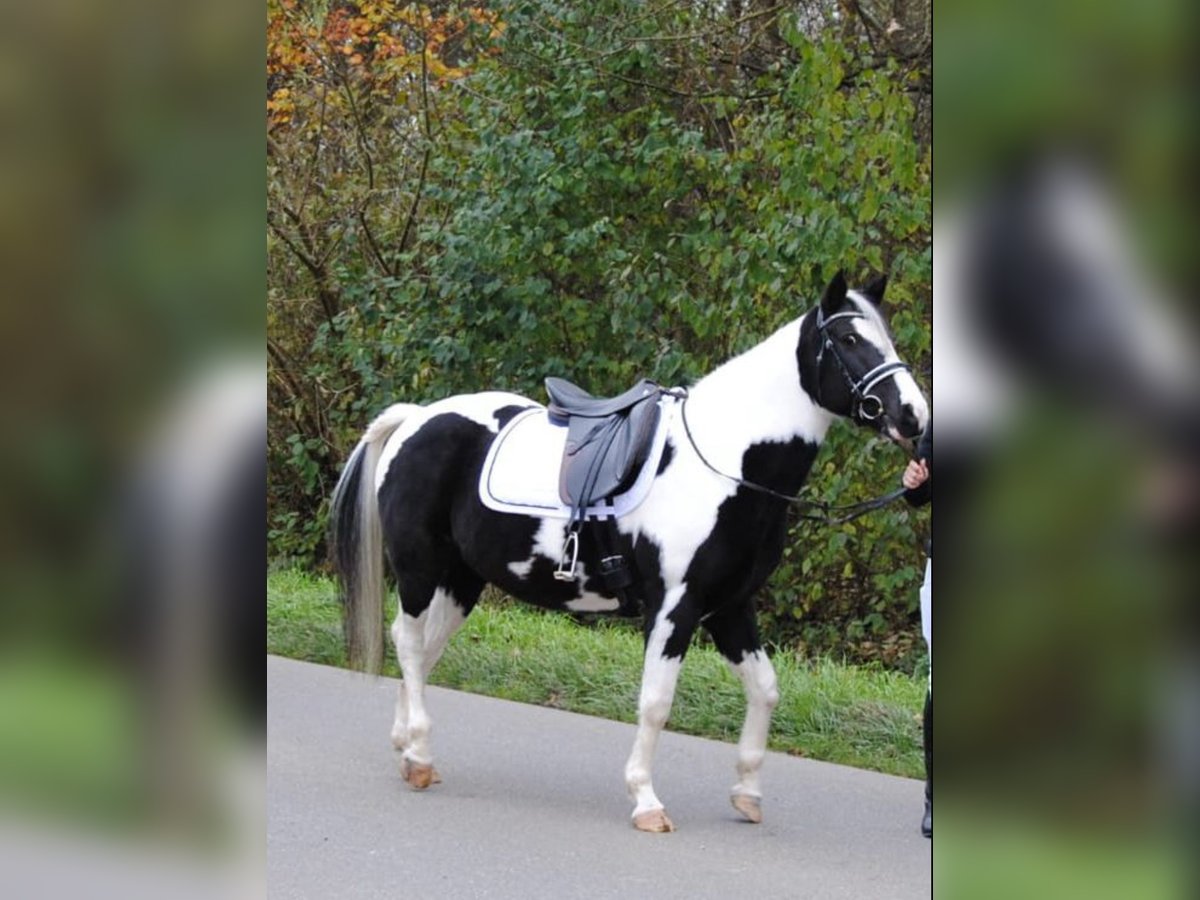 Pintos Mix Stute 18 Jahre 145 cm Schecke in Ursberg