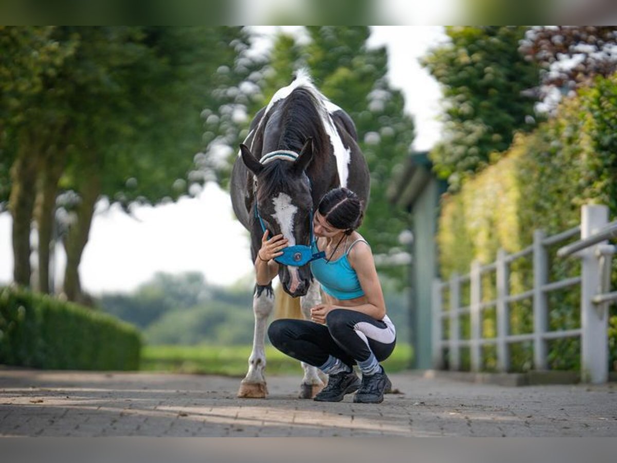 Pintos Mix Stute 21 Jahre 135 cm Schecke in Winterthur