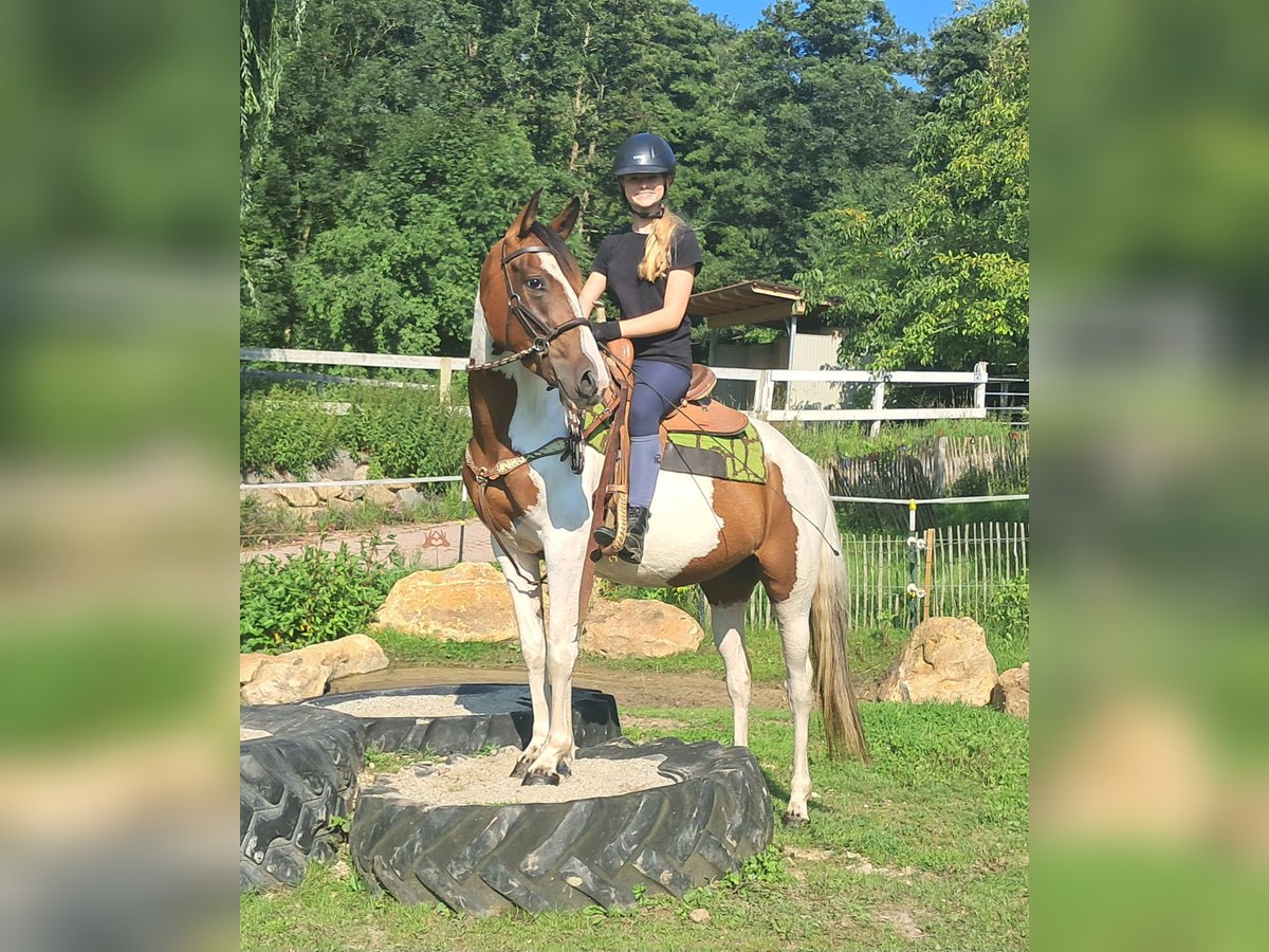 Pintos Stute 3 Jahre 152 cm Schecke in Bayerbach