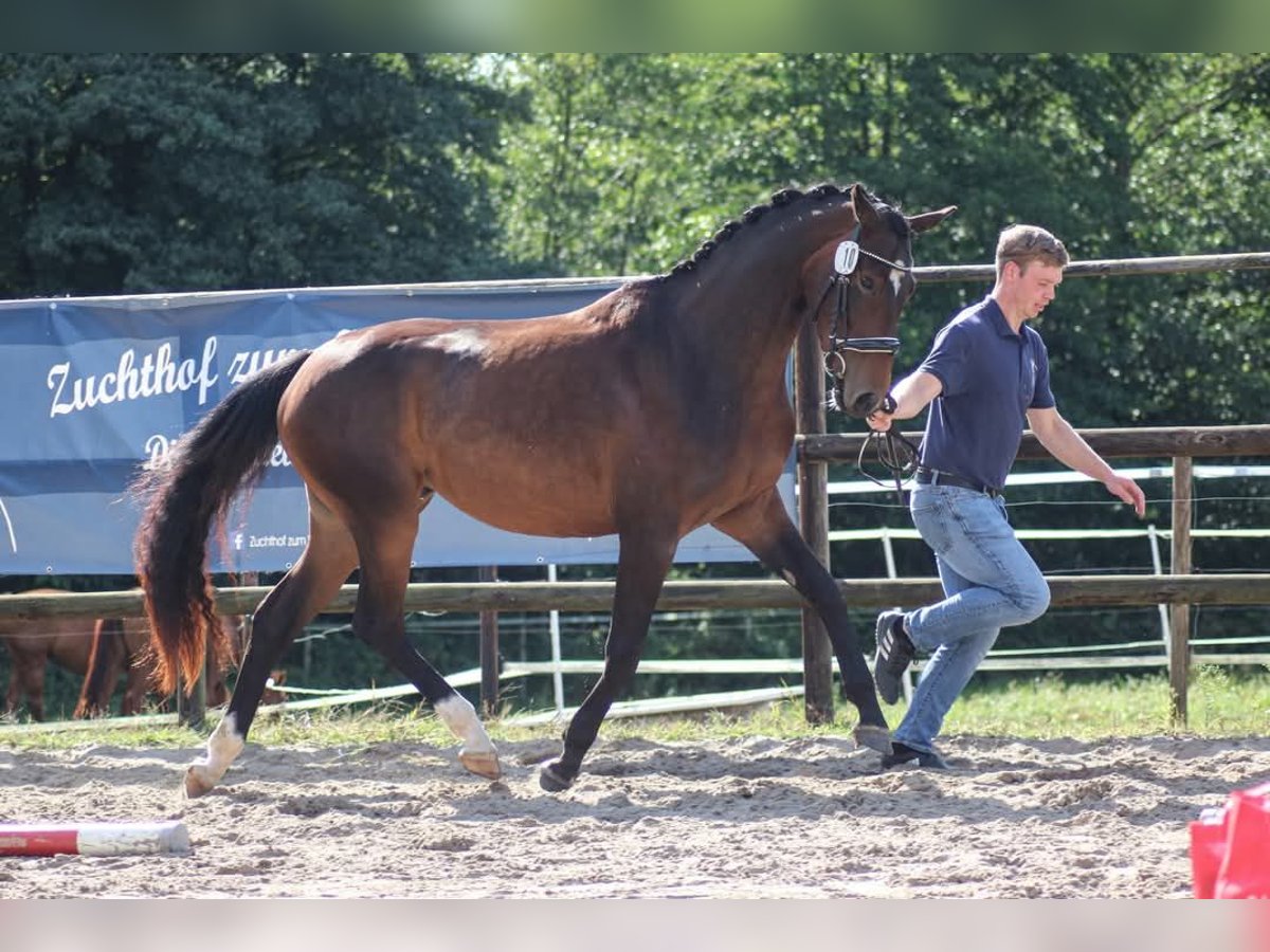 Pintos Stute 3 Jahre 165 cm Dunkelbrauner in Leer (Ostfriesland) Pintos Stute 3 Jahre 165 cm Dunkelbrauner in Leer (Ostfriesland)
