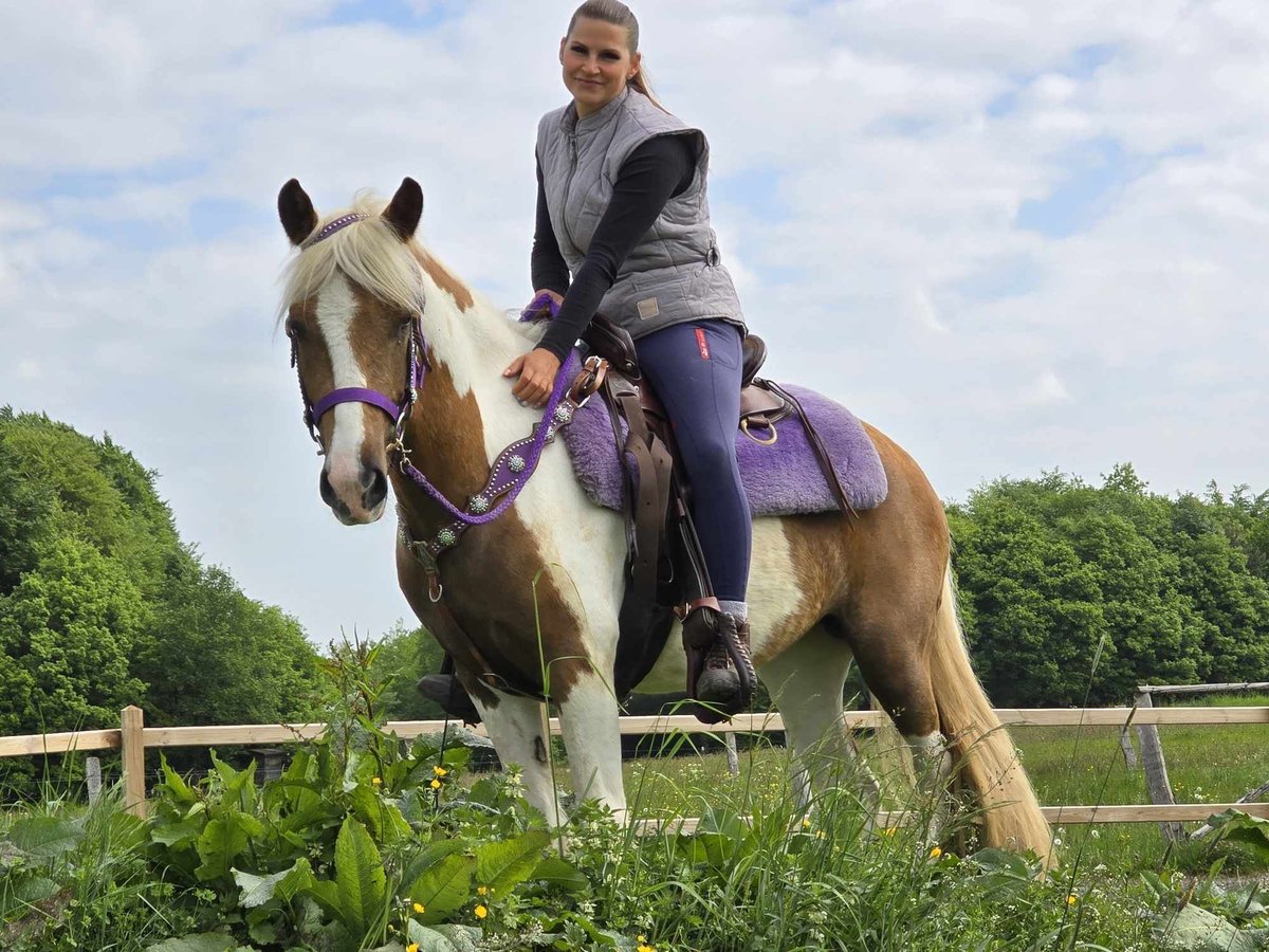 Pintos Stute 4 Jahre 135 cm Schecke in Linkenbach