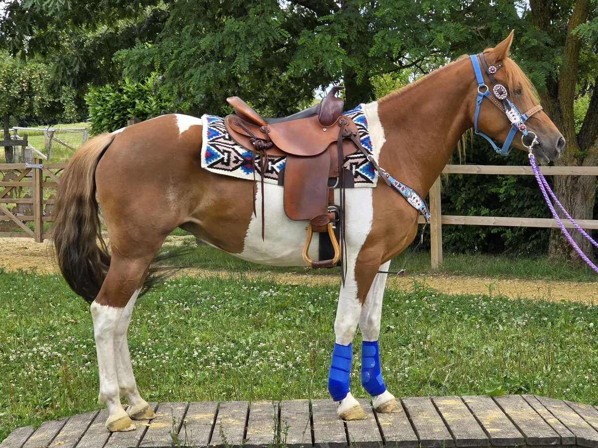 Pintos Stute 4 Jahre 145 cm Schecke in Linkenbach