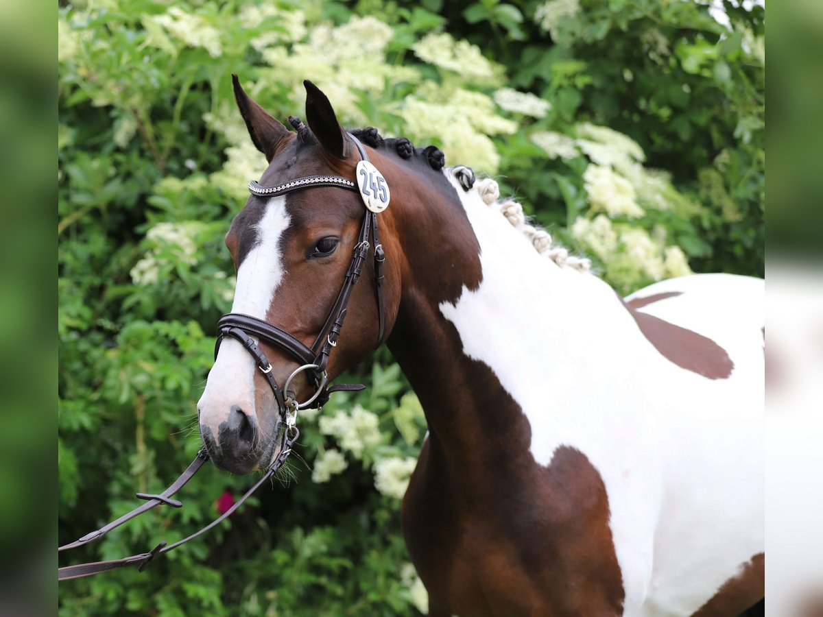 Pintos Stute 5 Jahre 169 cm Schecke in Rausdorf