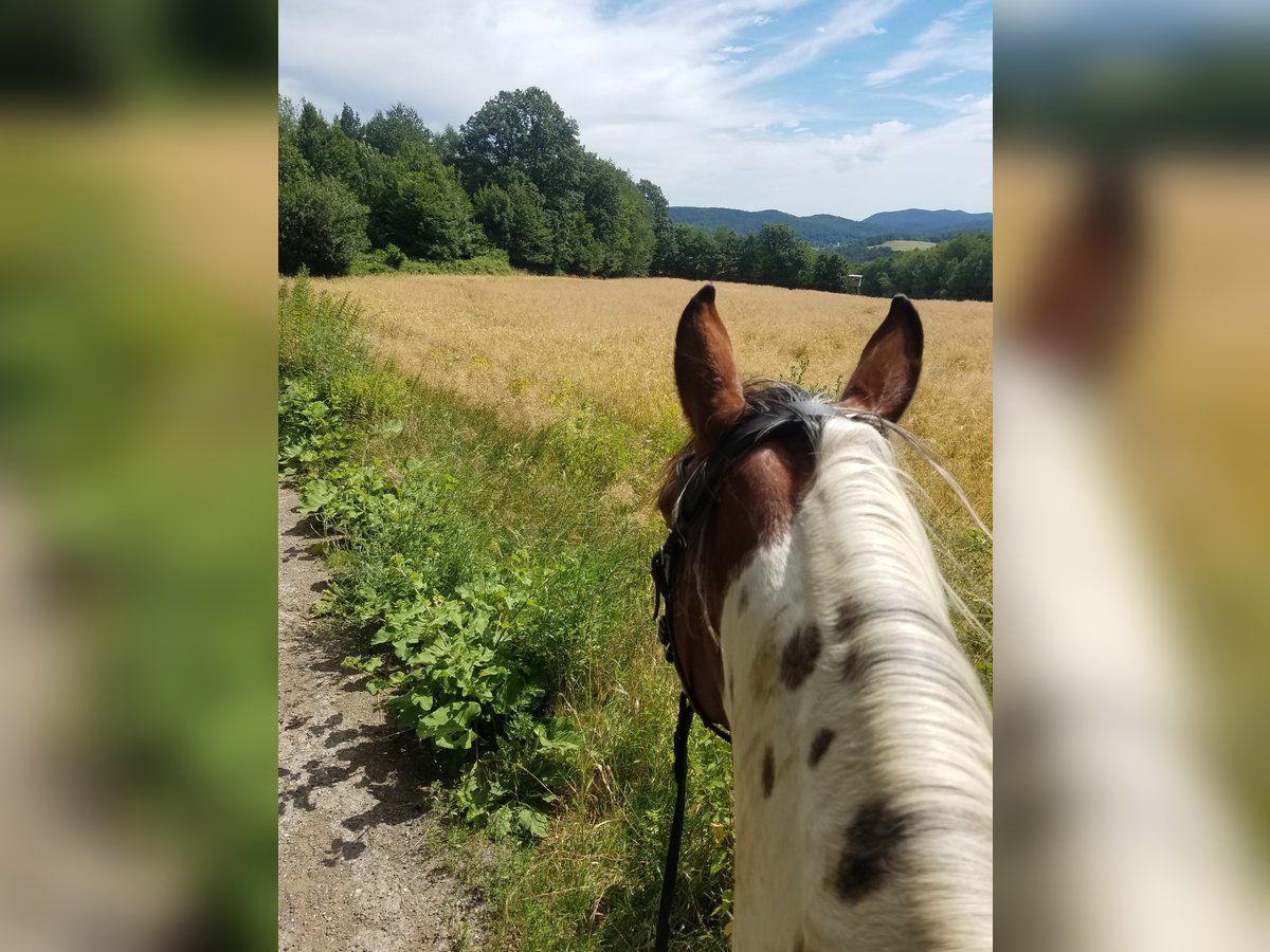 Pintos Stute 7 Jahre 150 cm Schecke in Heiligenkreuz