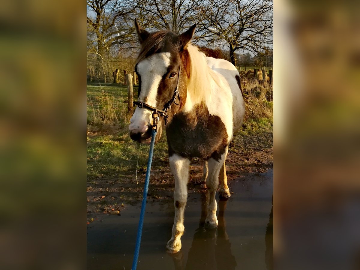 Pintos Wallach 11 Jahre 158 cm Schecke in Dedelstorf