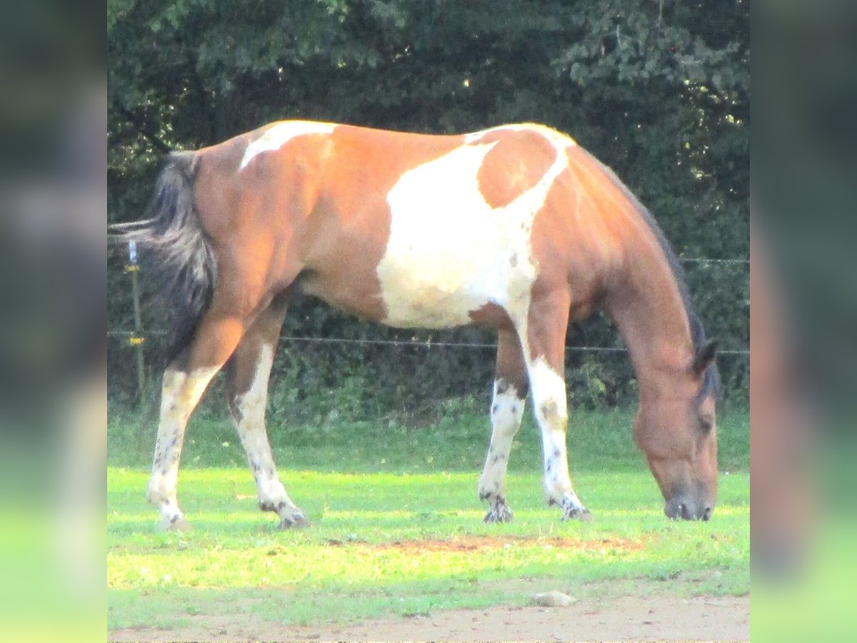 Pintos Mix Wallach 12 Jahre 152 cm Schecke in N&#xFC;rnberg