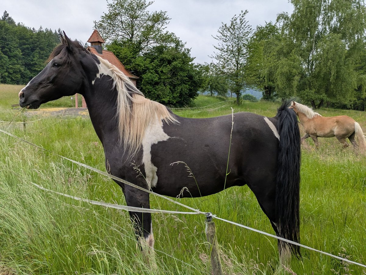 Pintos Wallach 13 Jahre 155 cm Schecke in Sommerkahl